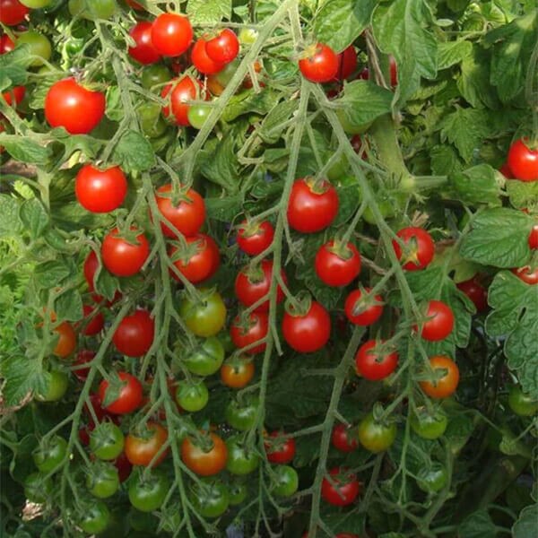 West Coast Seeds Cherry Tomato